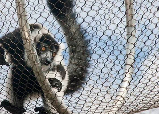 Ferruled và dệt Zoo Wire Mesh với 2mm trong 50mm khẩu độ