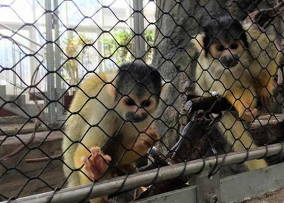 Black Oxide Linh hoạt SS Aviary Rope Mesh Netting Diamond Woven Loại