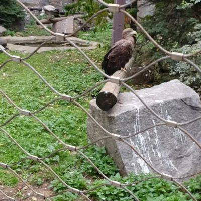 Kim cương Ferrule thép không gỉ dây thừng Bird Aviary lưới