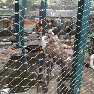 SS304 SS316 Lưới dây an toàn dây đai Zoo Zoo Wire Zoo Sở thú Lưới an toàn
