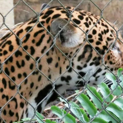 304 316 316L Stainless Steel Wire Rope Zoo Lưới hàng rào