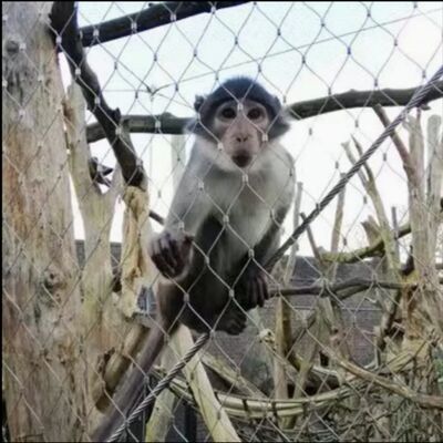 316 Dây thép không gỉ linh hoạt X Tend Cable Mesh For Zoo Enclosure Safety Fence