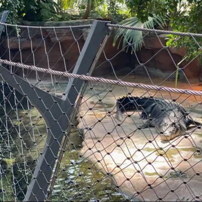 Dây sắt thép không gỉ linh hoạt X Tend Cable Mesh Net cho Zoo Bird Aviary Net