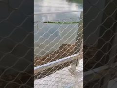 Hàng rào lưới thép