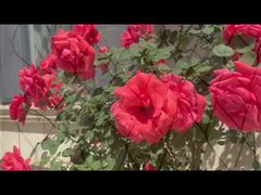 Lưới cáp thép không gỉ mạ đen